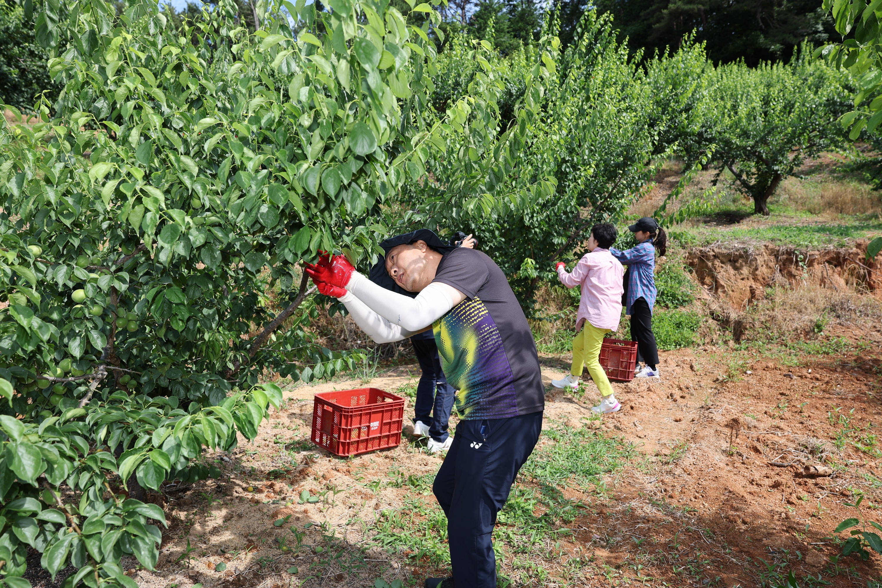 전라남도의회 봄철 농천일손돕기 첨부이미지 : 24년05월31일 전라남도의회 봄철 일손돕기 - 006.jpg